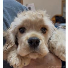 ♀︎アメリカンコッカースパニエル