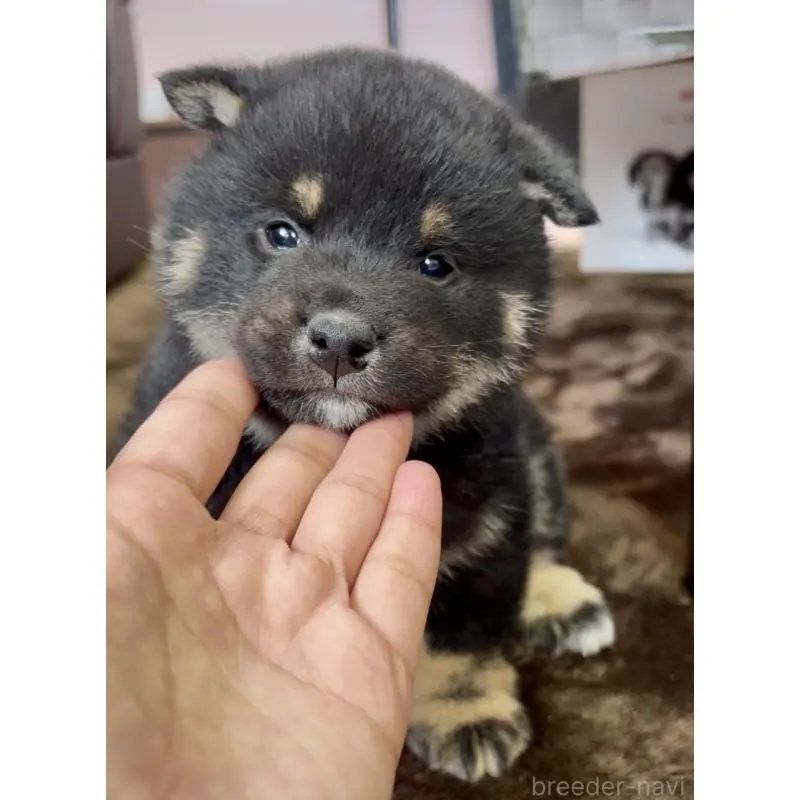 販売中の滋賀県の豆柴-451781の4枚目