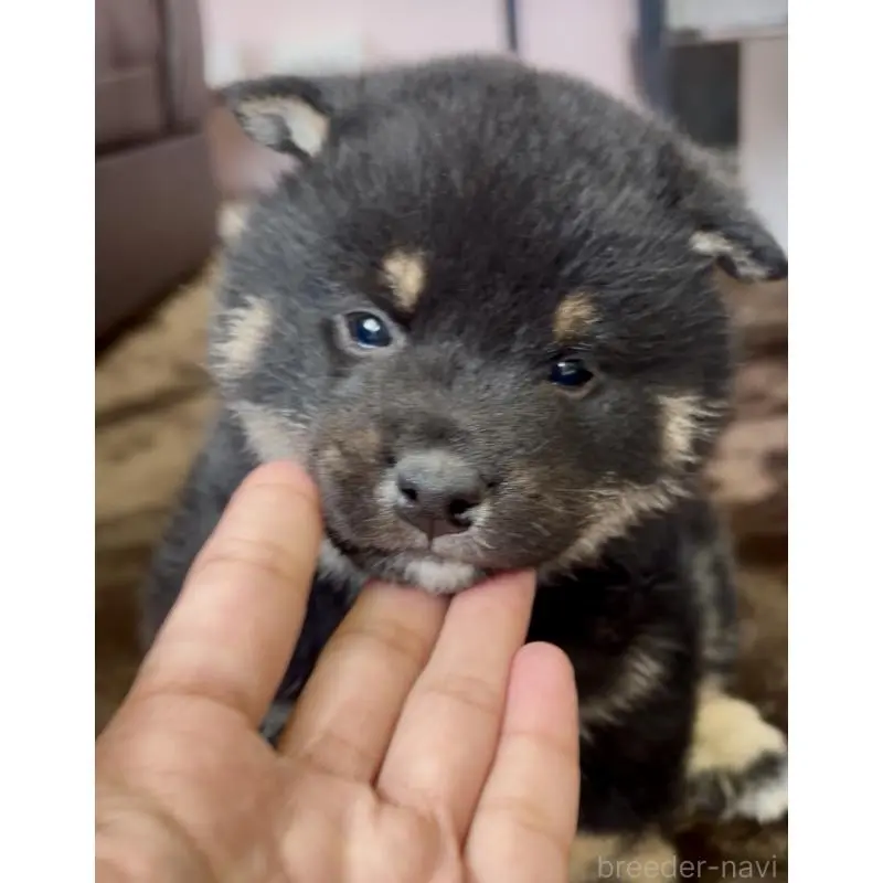 販売中の滋賀県の豆柴-451781の3枚目