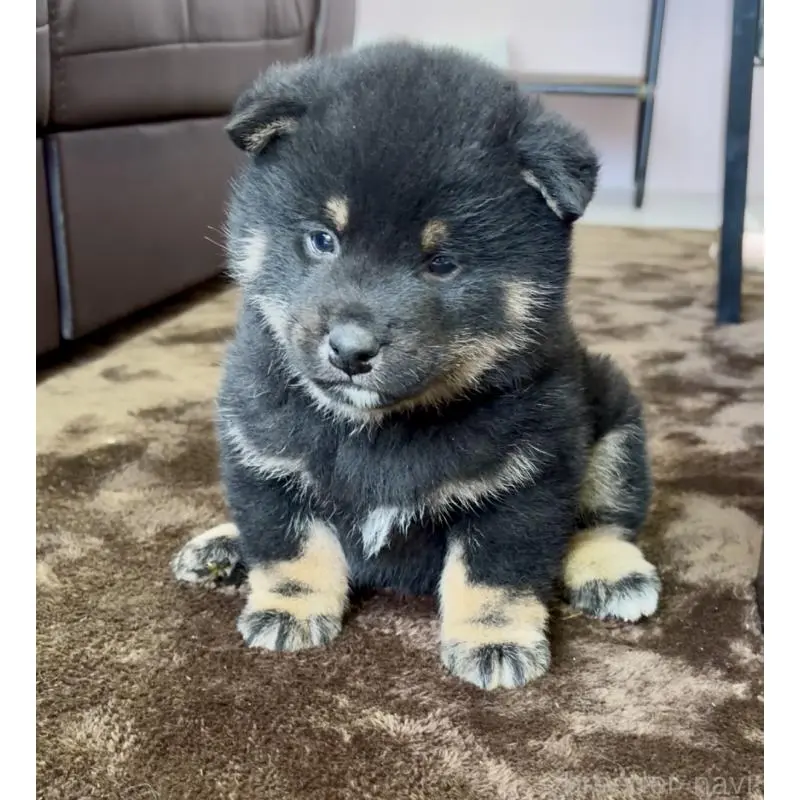 販売中の滋賀県の豆柴-451781の2枚目