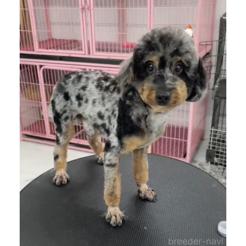 販売中の奈良県のトイプードル-451782の5枚目