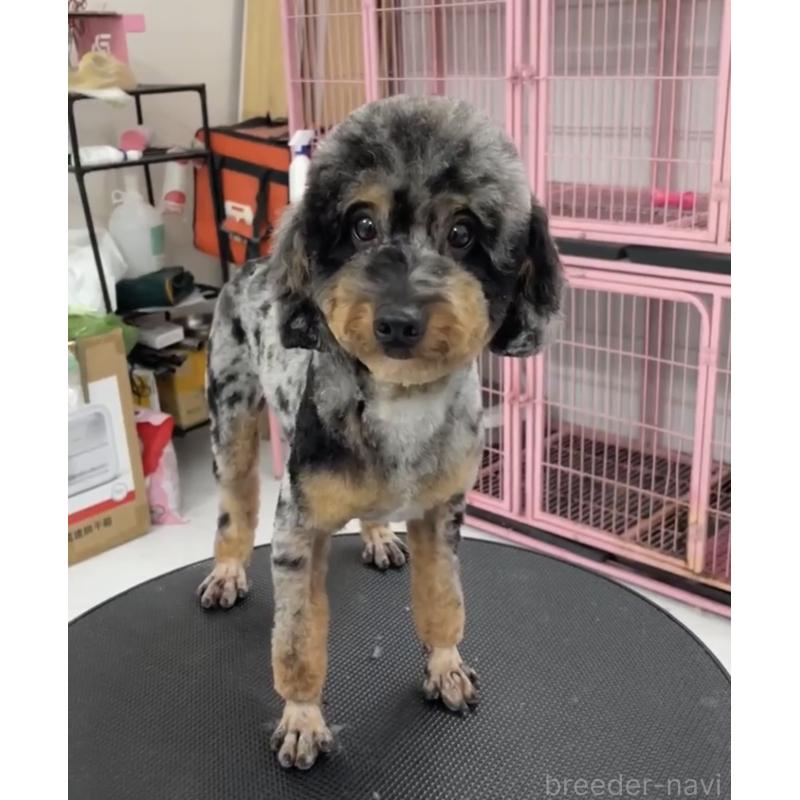 販売中の奈良県のトイプードル-451782の4枚目