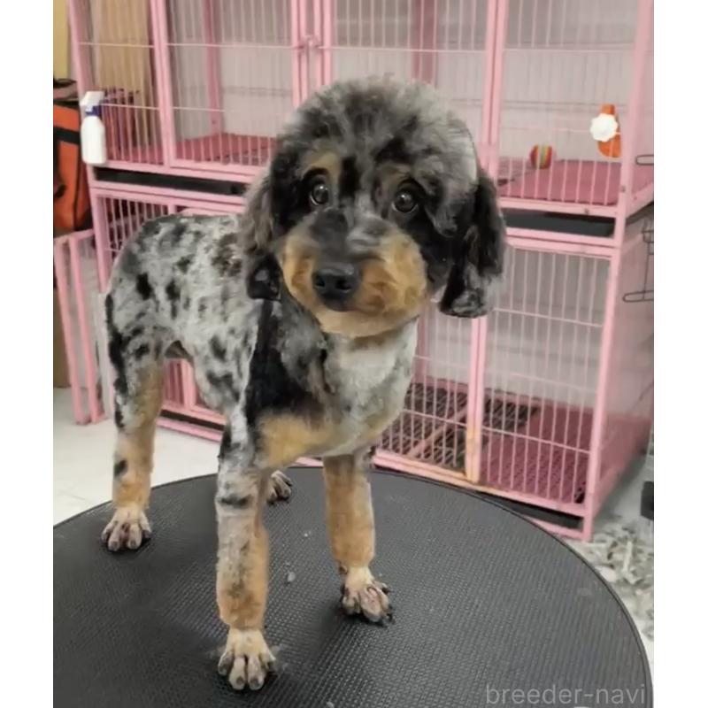 販売中の奈良県のトイプードル-451782の3枚目