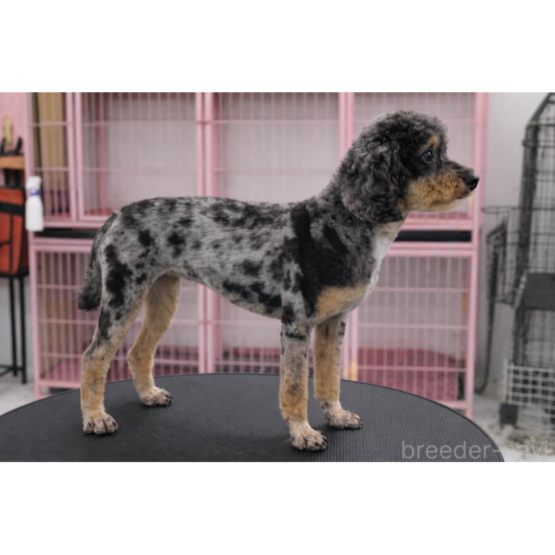 販売中の奈良県のトイプードル-451782の2枚目