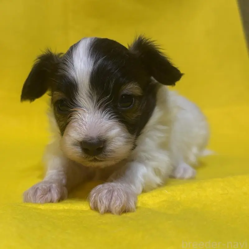 販売中の千葉県のパピヨン-451783の14枚目