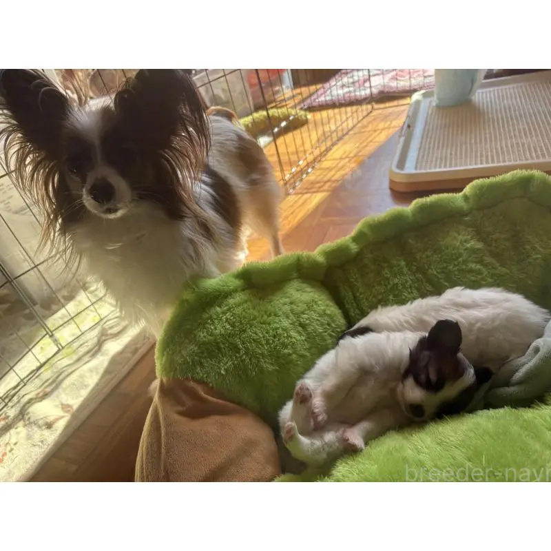 販売中の千葉県のパピヨン-451783の13枚目