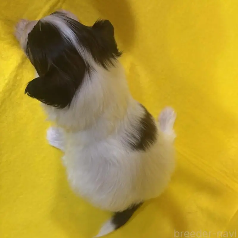 販売中の千葉県のパピヨン-451783の12枚目