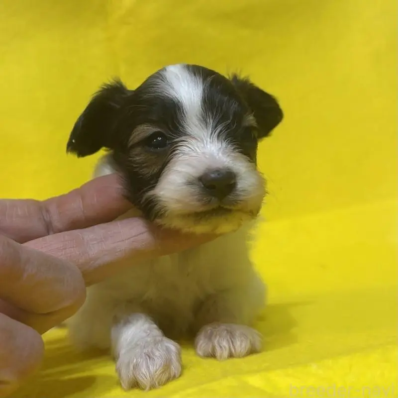 販売中の千葉県のパピヨン-451783の11枚目