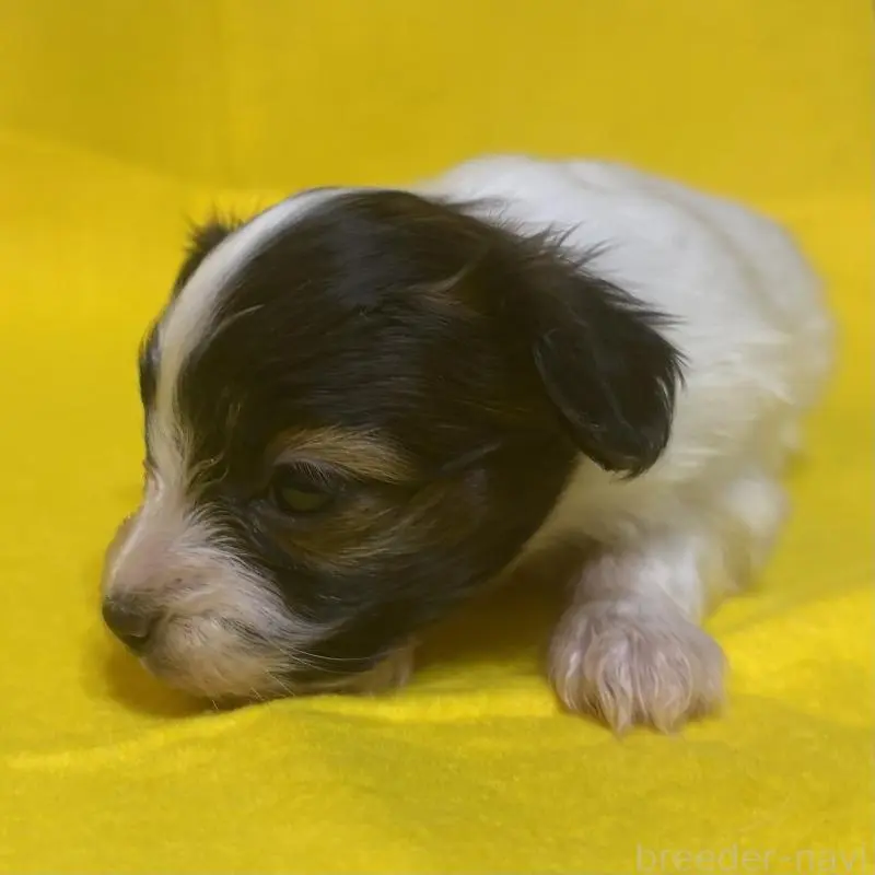 販売中の千葉県のパピヨン-451783の9枚目