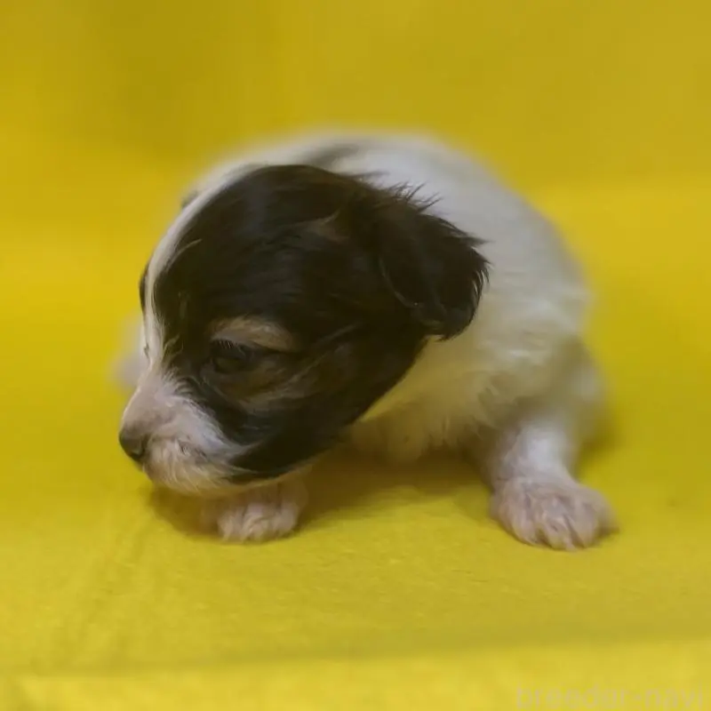 販売中の千葉県のパピヨン-451783の10枚目