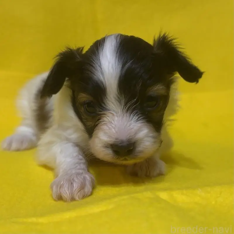 販売中の千葉県のパピヨン-451783の8枚目