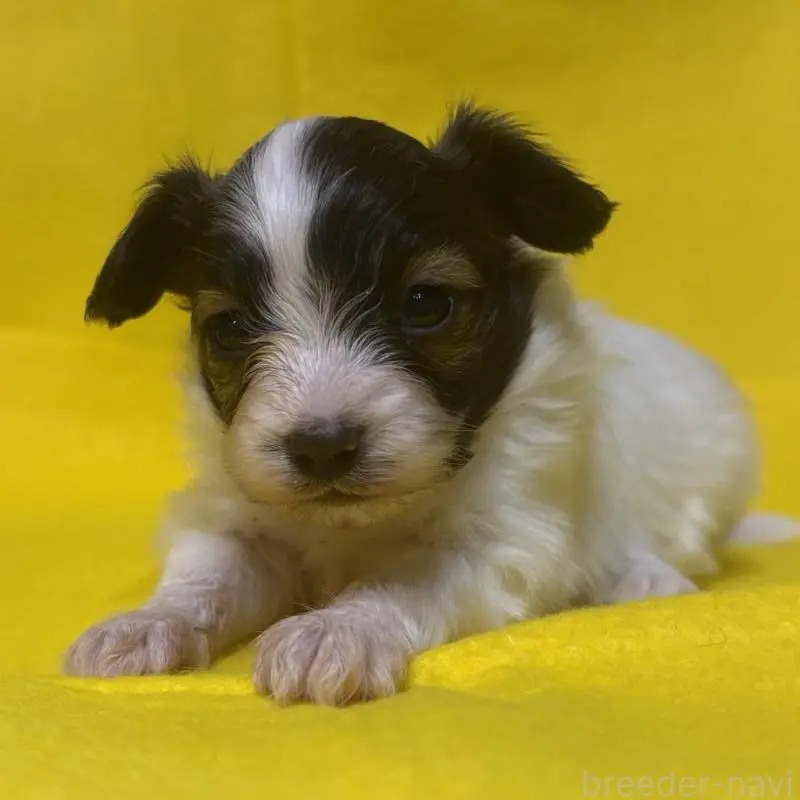 販売中の千葉県のパピヨン-451783の7枚目