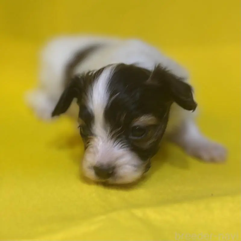 販売中の千葉県のパピヨン-451783の5枚目