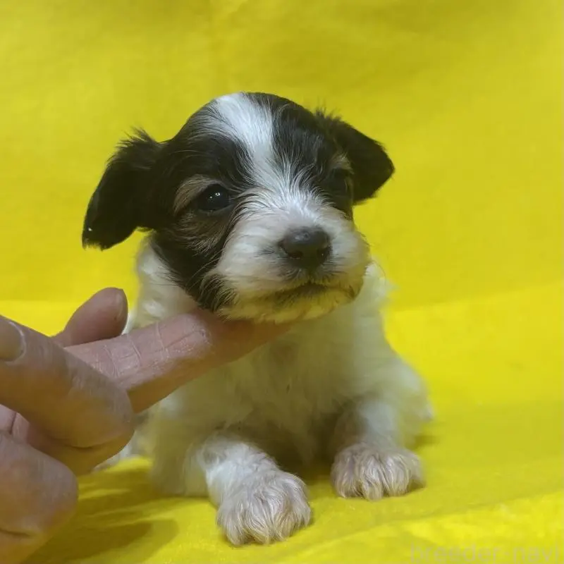 販売中の千葉県のパピヨン-451783