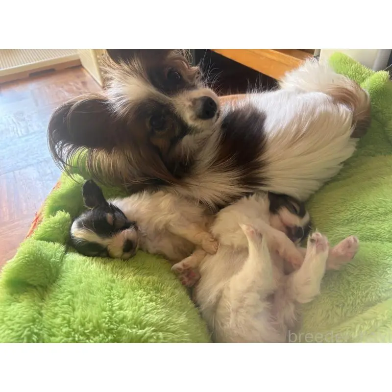 販売中の千葉県のパピヨン-451783の4枚目