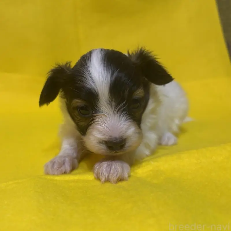 販売中の千葉県のパピヨン-451783の3枚目