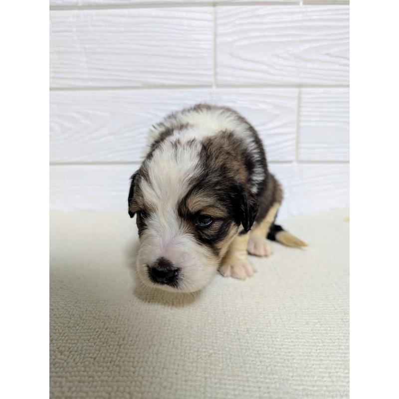 販売中の宮崎県のミックス犬-451630の2枚目