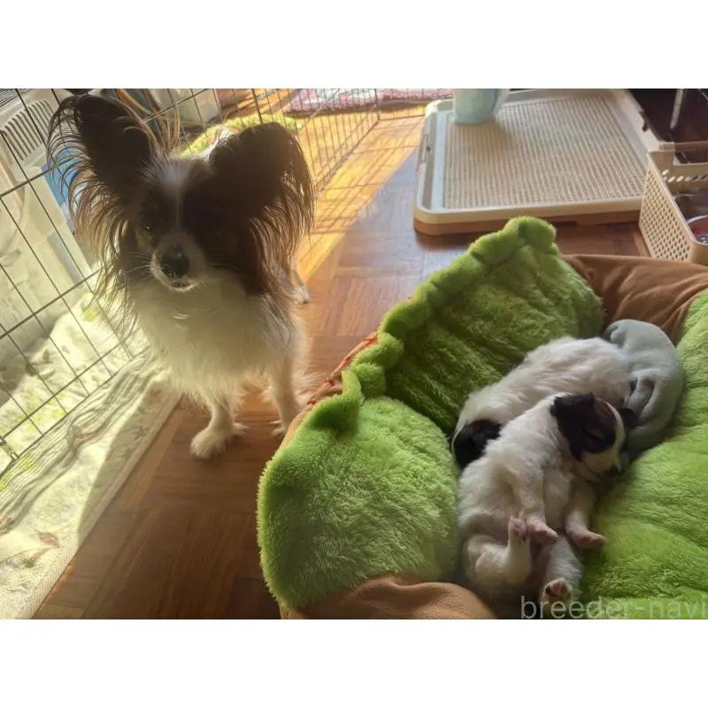 販売中の千葉県のパピヨン-451783の2枚目