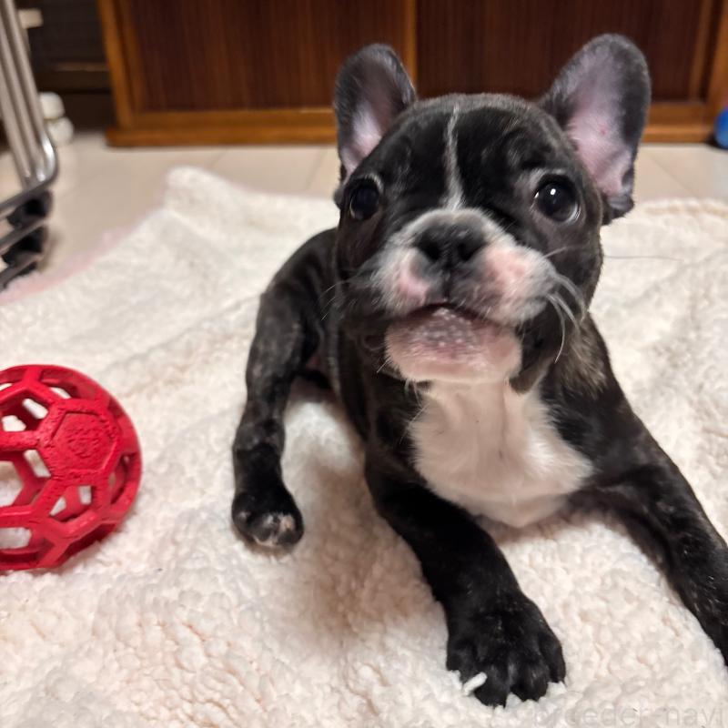 販売中の三重県のフレンチブルドッグ-437145