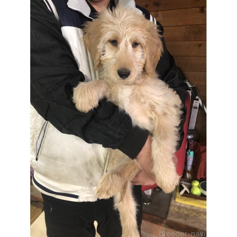販売中の兵庫県のゴールデンドゥードル:ゴールデンレトリーバー×プードル-444195の12枚目