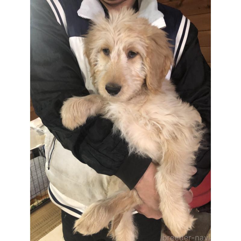 販売中の兵庫県のゴールデンドゥードル:ゴールデンレトリーバー×プードル-444195の11枚目