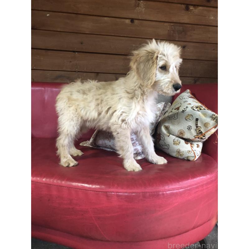 販売中の兵庫県のゴールデンドゥードル:ゴールデンレトリーバー×プードル-444195の9枚目