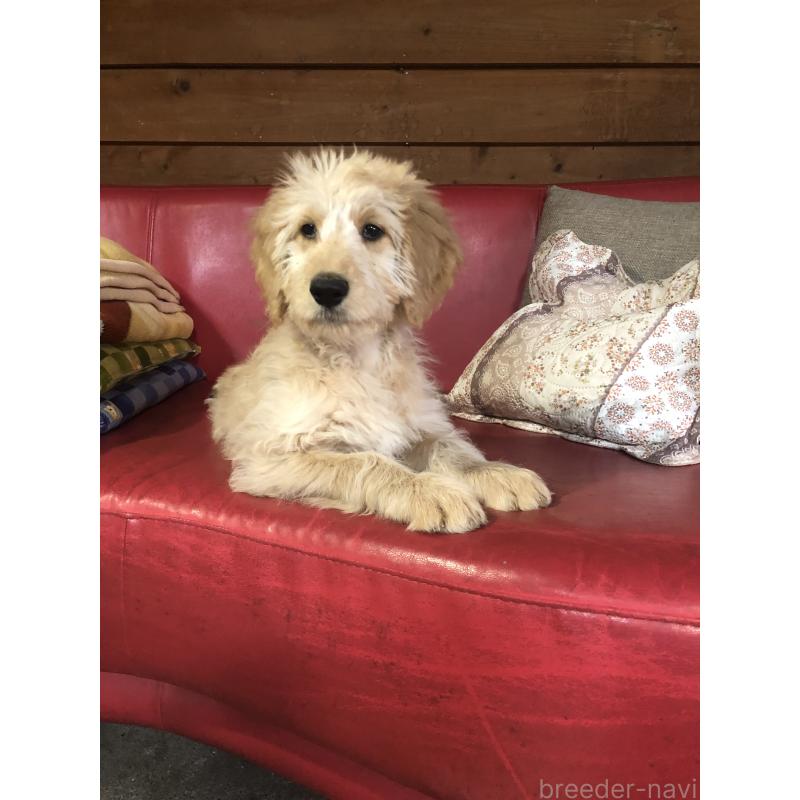 販売中の兵庫県のゴールデンドゥードル:ゴールデンレトリーバー×プードル-444195の8枚目