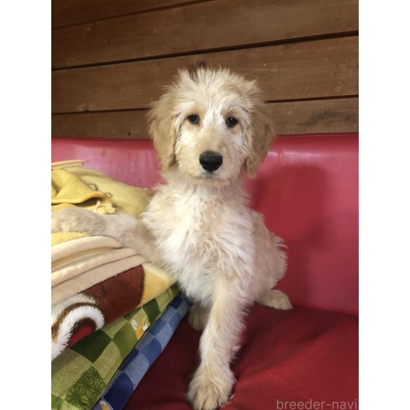 販売中の兵庫県のゴールデンドゥードル:ゴールデンレトリーバー×プードル-444195の7枚目