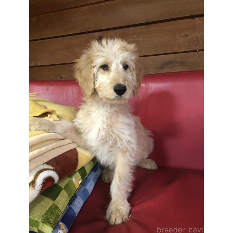 販売中の兵庫県のゴールデンドゥードル:ゴールデンレトリーバー×プードル-444195の6枚目