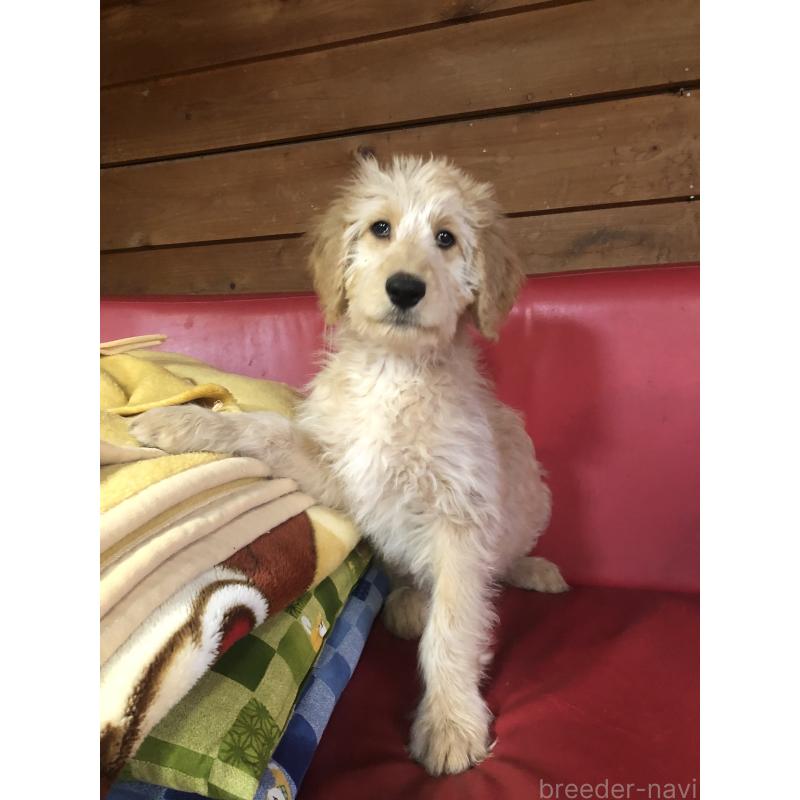 販売中の兵庫県のゴールデンドゥードル:ゴールデンレトリーバー×プードル-444195の5枚目