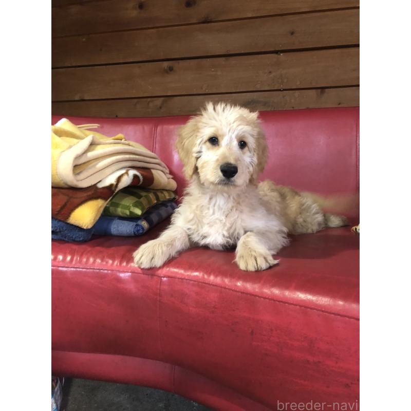 販売中の兵庫県のゴールデンドゥードル:ゴールデンレトリーバー×プードル-444195の4枚目