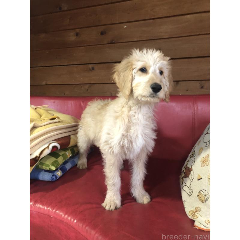 販売中の兵庫県のゴールデンドゥードル:ゴールデンレトリーバー×プードル-444195の3枚目