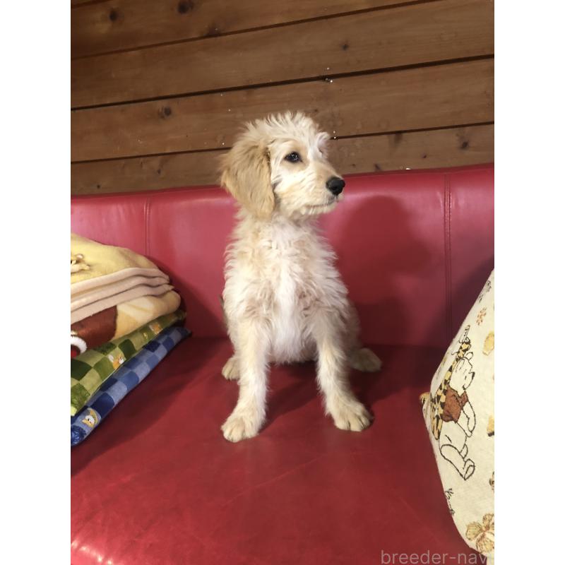 販売中の兵庫県のゴールデンドゥードル:ゴールデンレトリーバー×プードル-444195の2枚目