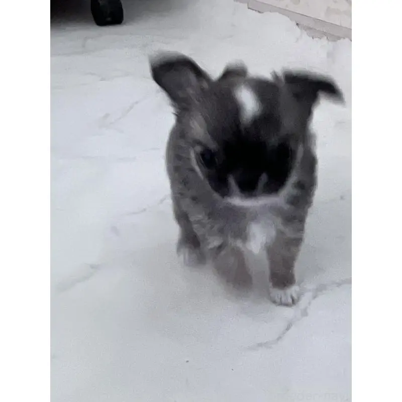 販売中の山口県のチワワ(ロングコート)-451784の5枚目