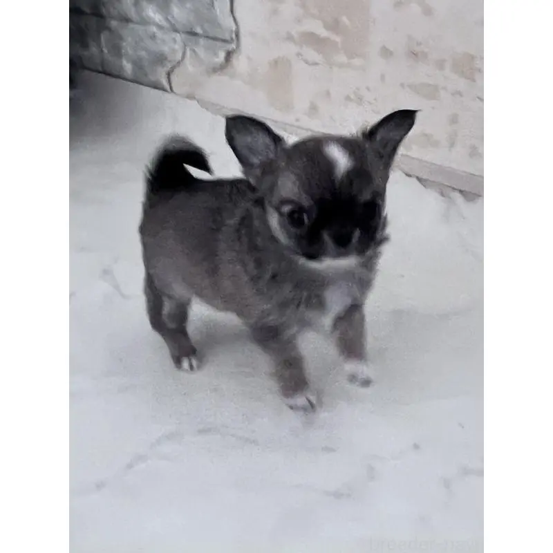 販売中の山口県のチワワ(ロングコート)-451784の4枚目