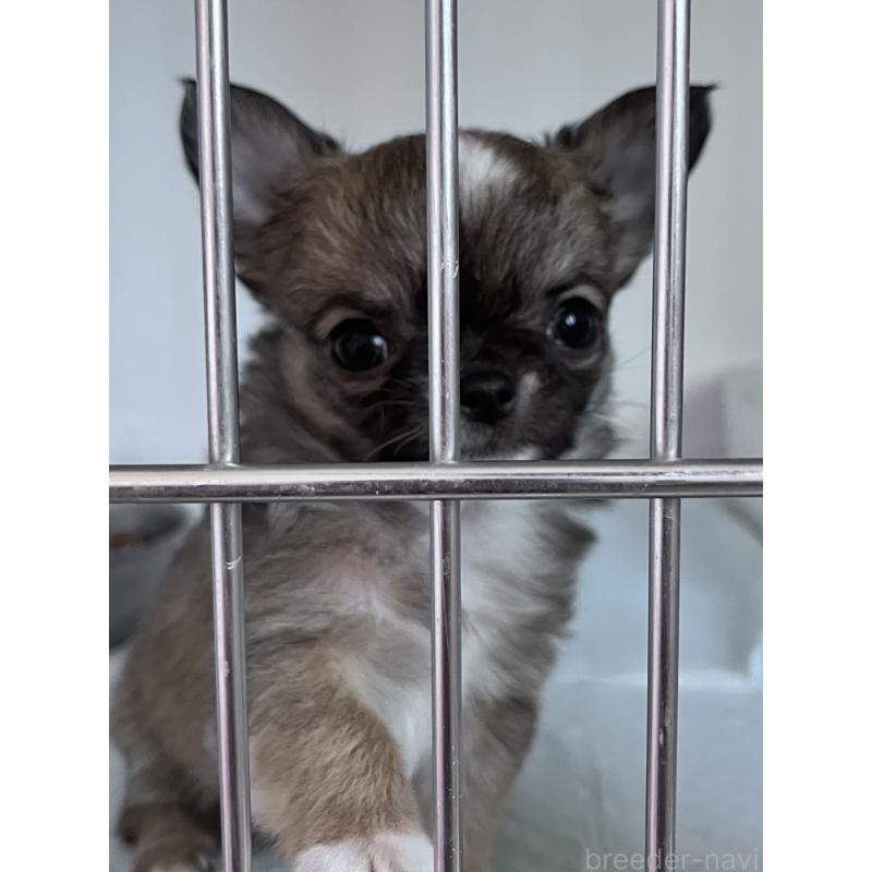 販売中の山口県のチワワ(ロングコート)-451784の2枚目