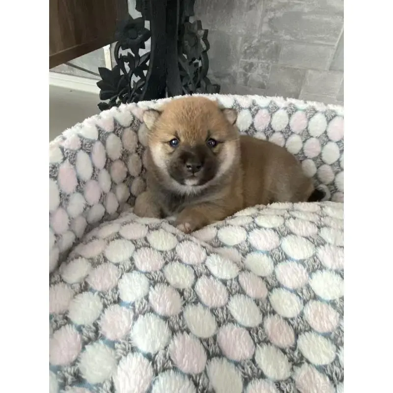 販売中の茨城県の豆柴-451785の7枚目