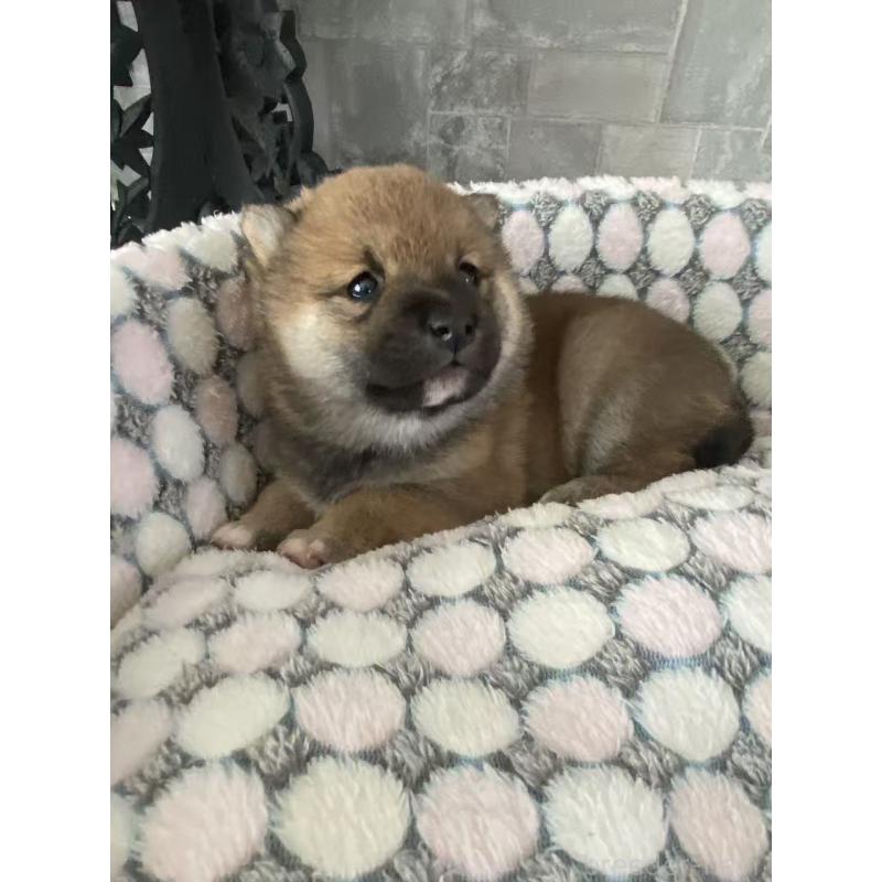 販売中の茨城県の豆柴-451785の6枚目