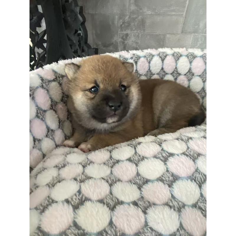 販売中の茨城県の豆柴-451785の5枚目