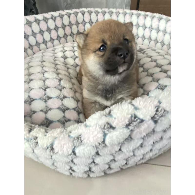 販売中の茨城県の豆柴-451785の4枚目