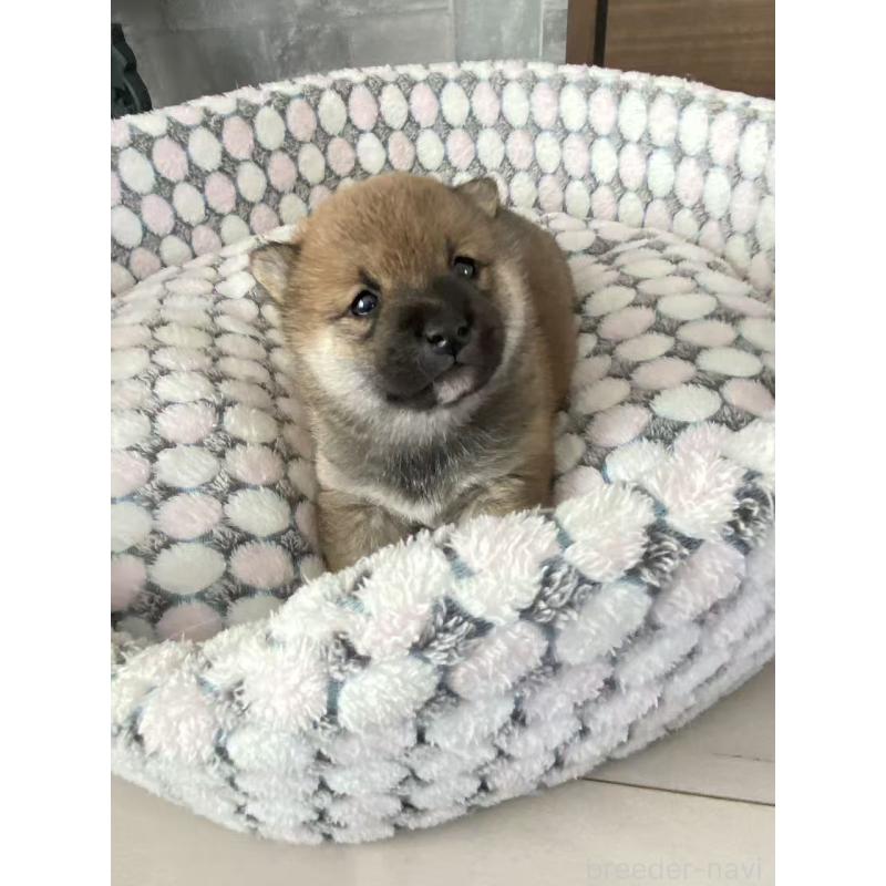 販売中の茨城県の豆柴-451785の2枚目