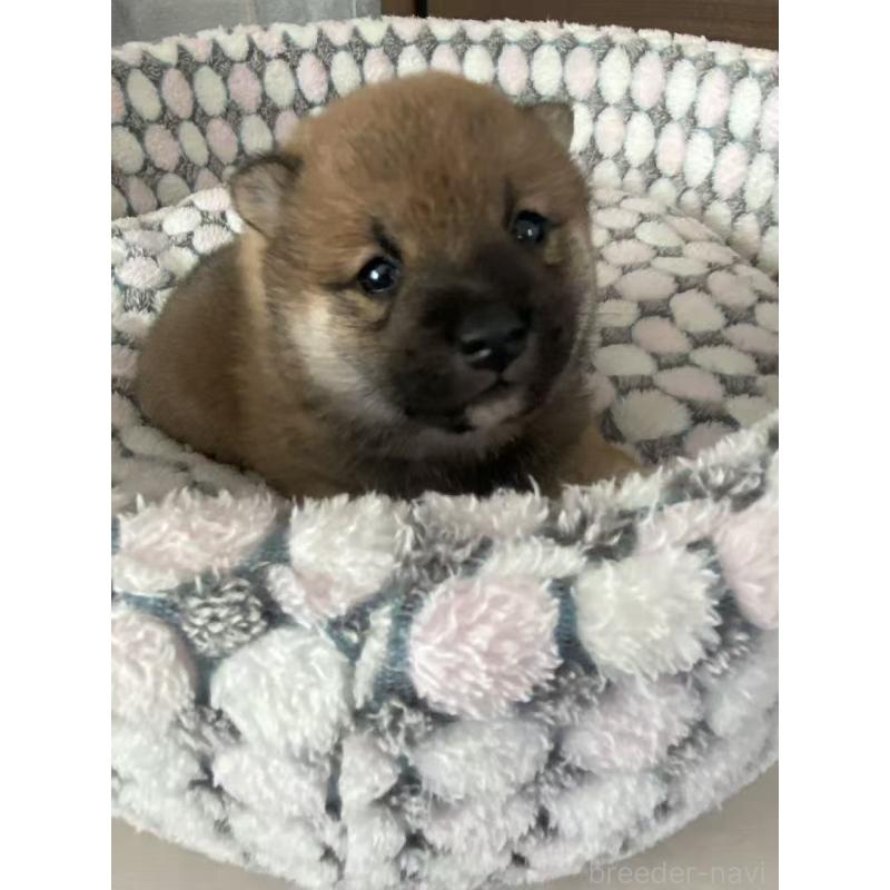 販売中の茨城県の豆柴-451785の3枚目