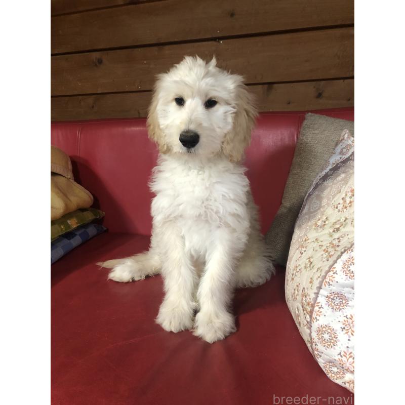 販売中の兵庫県のゴールデンドゥードル:ゴールデンレトリーバー×プードル-444205の13枚目