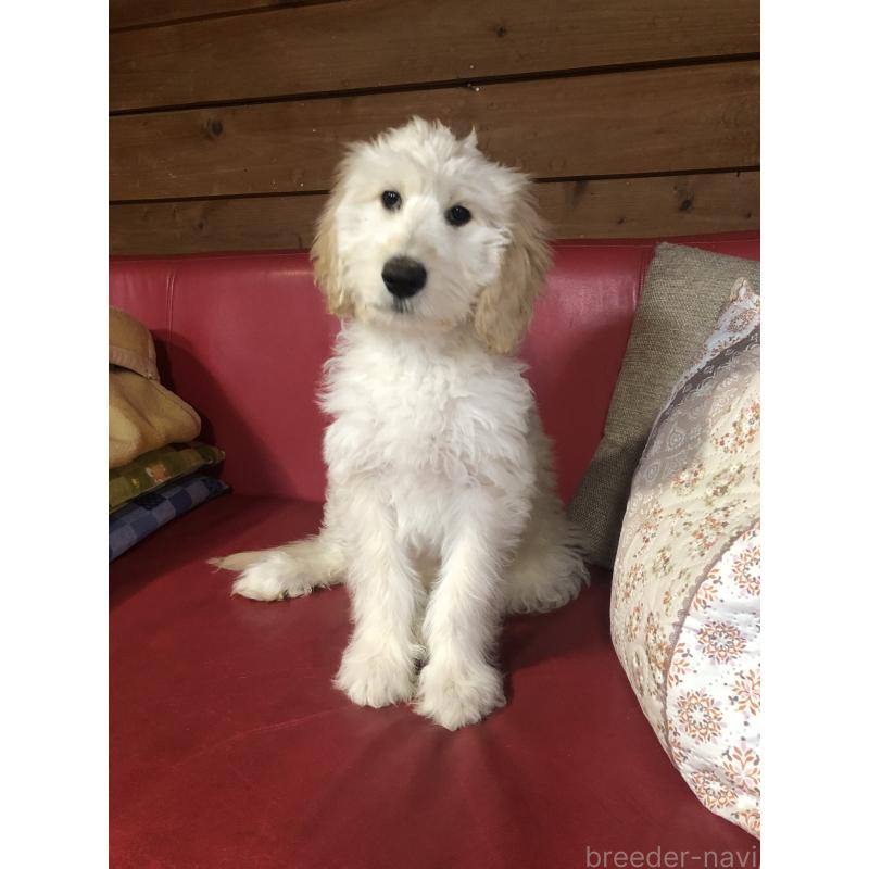 販売中の兵庫県のゴールデンドゥードル:ゴールデンレトリーバー×プードル-444205の12枚目