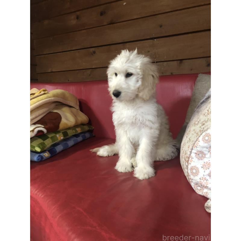 販売中の兵庫県のゴールデンドゥードル:ゴールデンレトリーバー×プードル-444205の10枚目