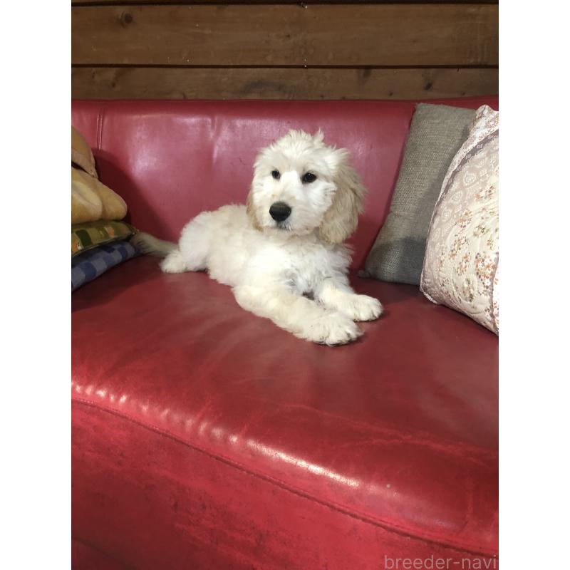 販売中の兵庫県のゴールデンドゥードル:ゴールデンレトリーバー×プードル-444205の9枚目