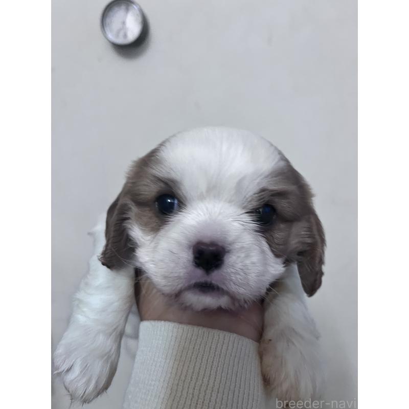 販売中の山口県のキャバリアキングチャールズスパニエル-451786の2枚目