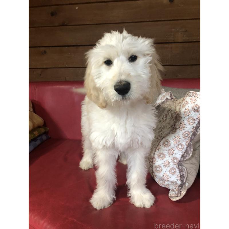 販売中の兵庫県のゴールデンドゥードル:ゴールデンレトリーバー×プードル-444205の8枚目