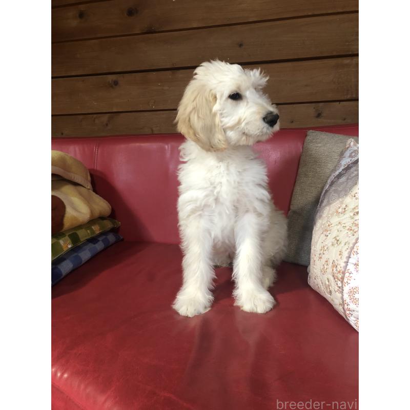 販売中の兵庫県のゴールデンドゥードル:ゴールデンレトリーバー×プードル-444205の7枚目