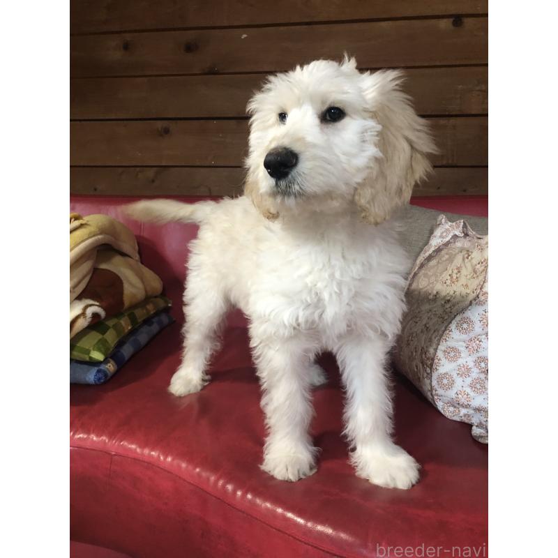 販売中の兵庫県のゴールデンドゥードル:ゴールデンレトリーバー×プードル-444205の6枚目